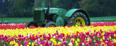 a tractor sits among rows of blooming tulips on a farm