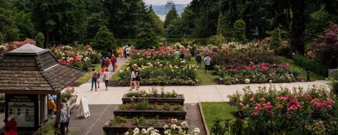 people on sidewalk of rose garden with city views in background