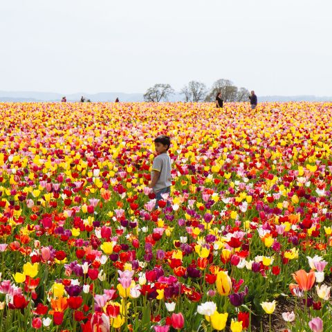 A boy stands in a field of tulips with oak trees and people in the background