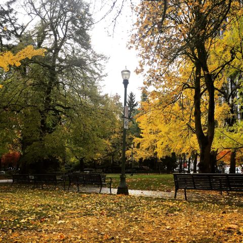 A city park in autumn with yellow leaves on the large trees and the ground