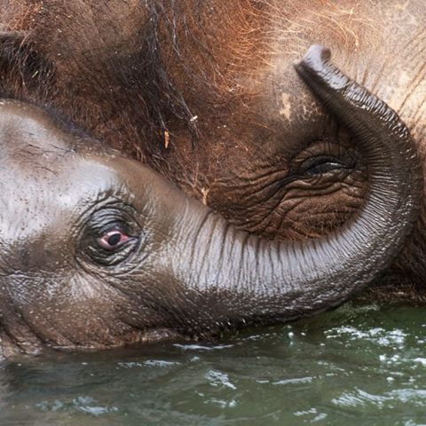 zoo s in organ