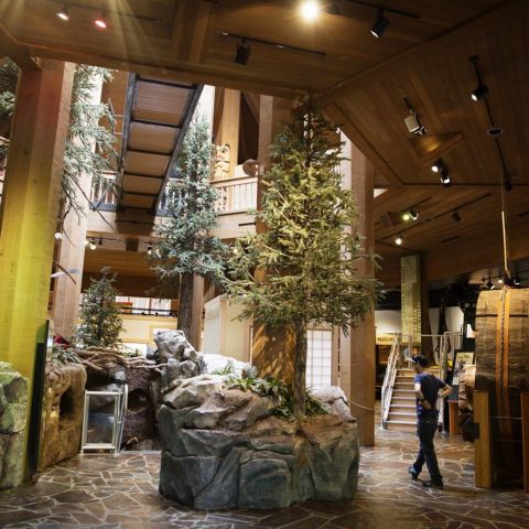 person walking through a museum exhibition of different trees