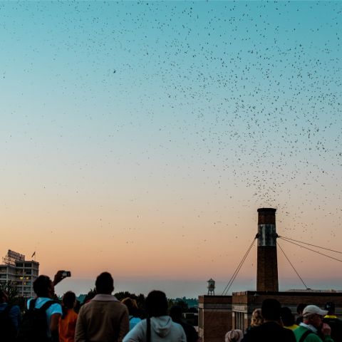 thousands of small birds swarm around a tall brick chimney at sunset