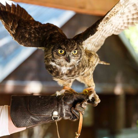 an owl with its wings spread