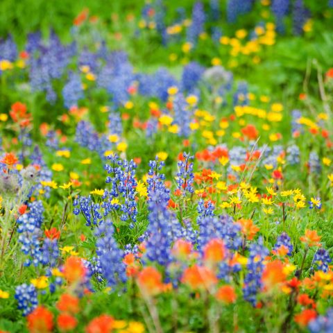 a field of wildflowers