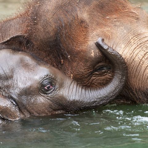 an adult and a baby elephant together in the water