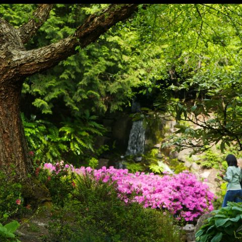 two people admiring a large blooming rhododendron