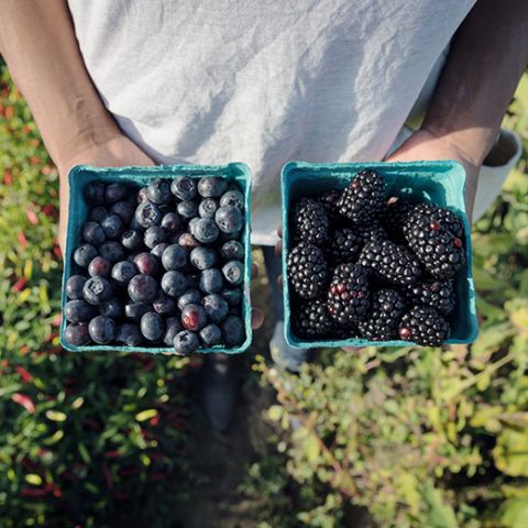 person holding two pints of ripe berries