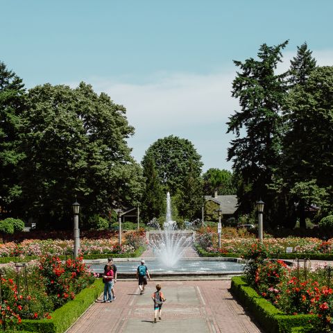 a large fountain sprays in the middle of the park, surrounded by hedges and rose bushes