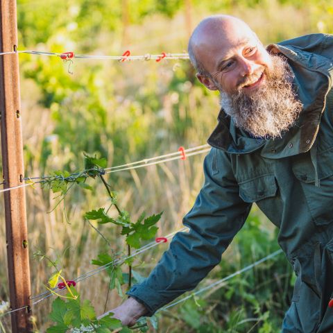 A bearded man smiles as he checks on a grape vine