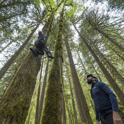 A climber descends from a tree while another person watches.