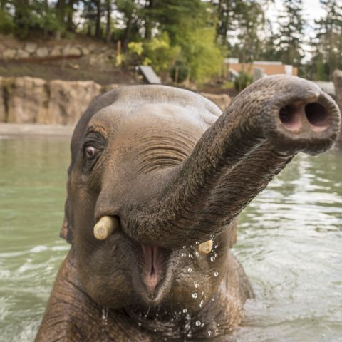 An elephant in a pool raises its trunk and open mouth toward the camera