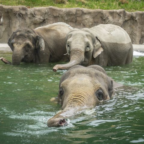 three elephants are in a pool; two in the background standing and one in the foreground submerged up to its eyes