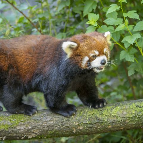 a red panda walks on a tree limb, surrounded by leaves