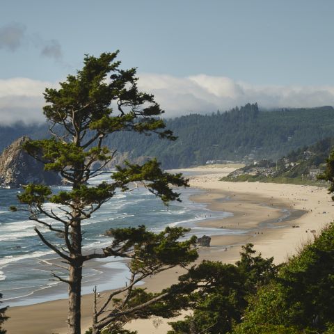 coastal trees obscure aerial view of expansive beach with Haystack Rock in the water and tree-covered hills in the background