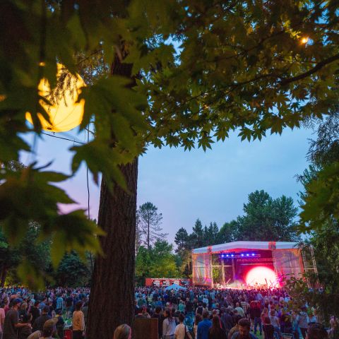 a crowd of concertgoers watches a lit up stage among large, leafy trees