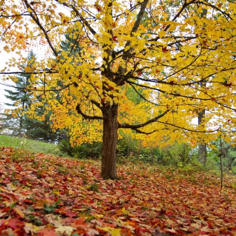 fallen red and yellow leaves surround an autumnal tree on a hillside