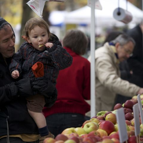 A child enjoying a free sample from the many different and colorful apples at the Portland Farmers Market.