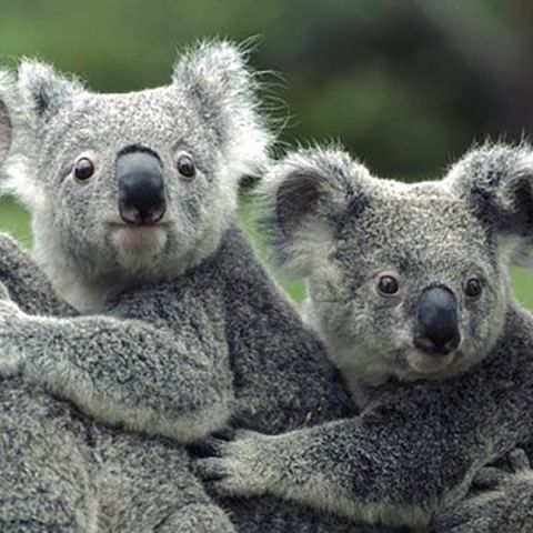 Koalas in Australia