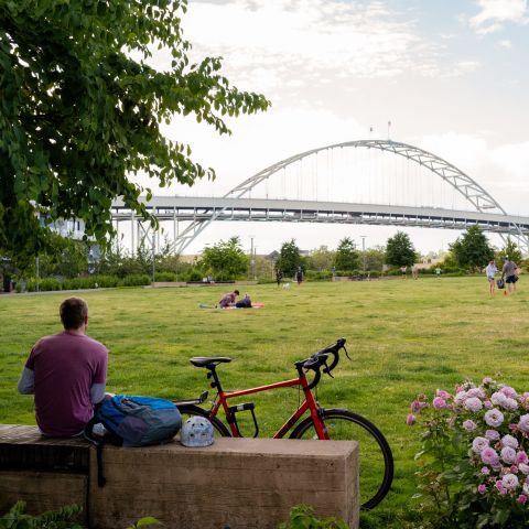 man sits facing Fremont Bridge next to pink roses in front of a big grassy field