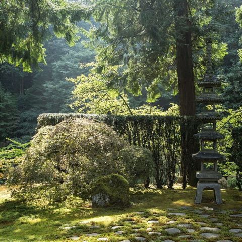 sun on Japanese maple and fir tress