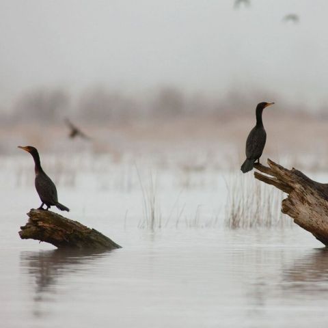 birds on logs in water on a cloudy day