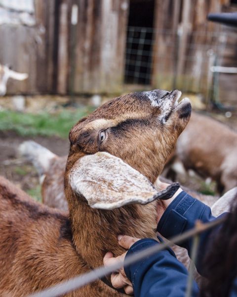 a Native American woman greeting a farm goat