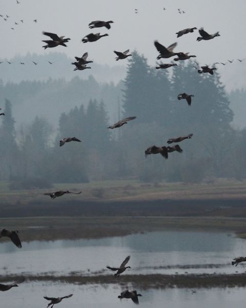 a flock of Canadian geese take flight at the Tualatin River National Wildlife Refuge