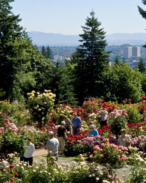 people visiting a blooming Rose Garden in Washington Park