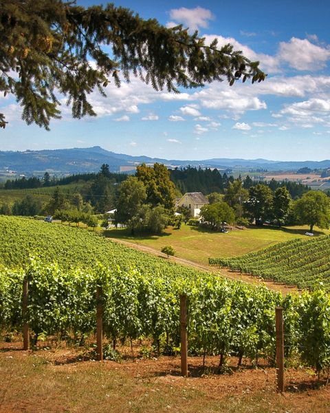 a grape vinyard on a sunny day