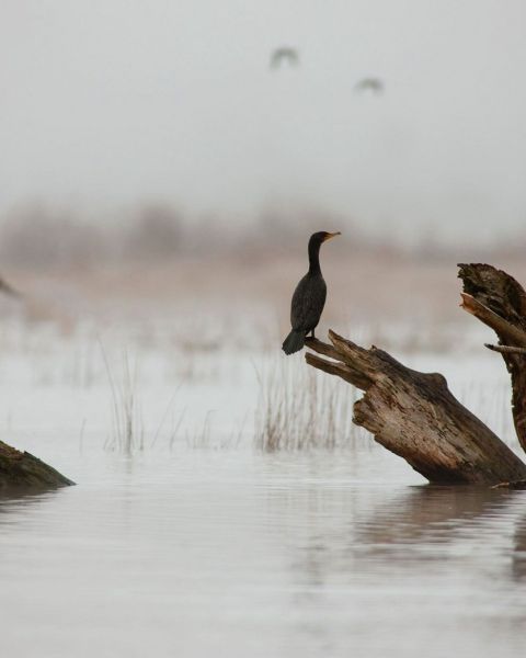 birds on logs in water on a cloudy day