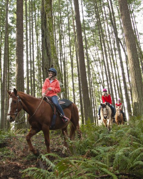 Three people wearing helmets ride horses on a forest trail lined with ferns