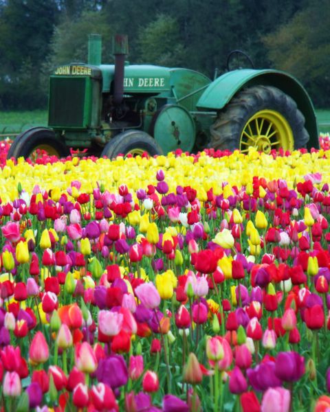 a tractor sits among rows of blooming tulips on a farm