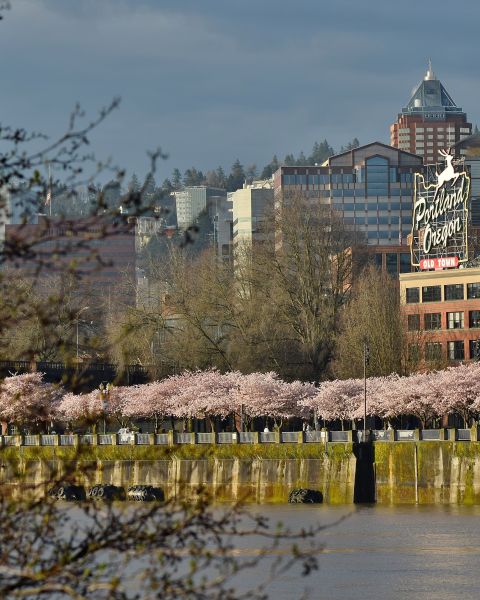 Spring cherry blossoms along Waterfront Park