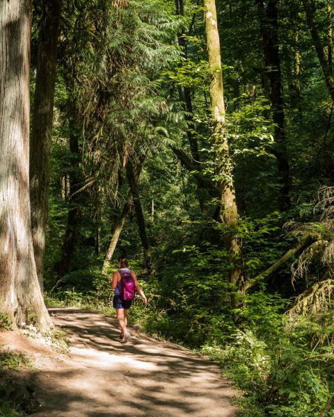 person walking among tall evergreen trees in a wooden trail