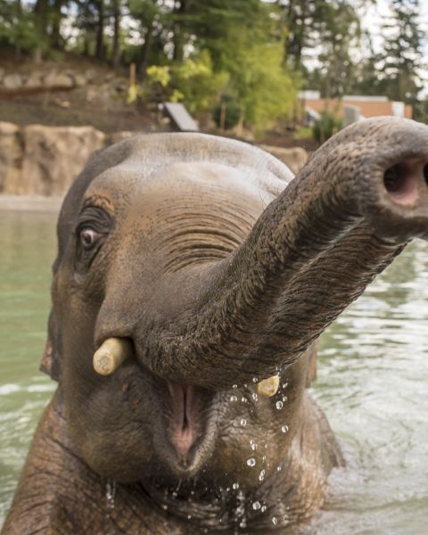 An elephant in a pool raises its trunk and open mouth toward the camera