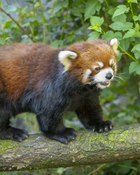 a red panda walks on a tree limb, surrounded by leaves