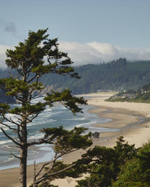 coastal trees obscure aerial view of expansive beach with Haystack Rock in the water and tree-covered hills in the background