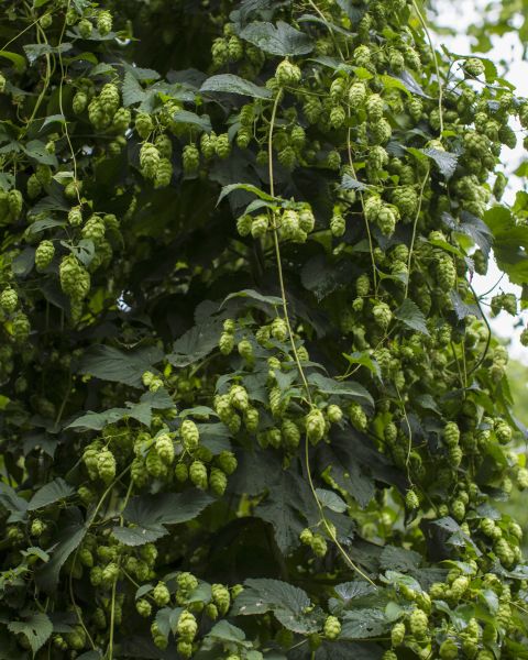 A lush hops plant laden with ripe cones