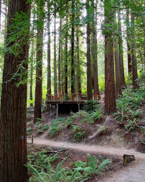 a path leads toward a large observation deck among ferns and towering trees