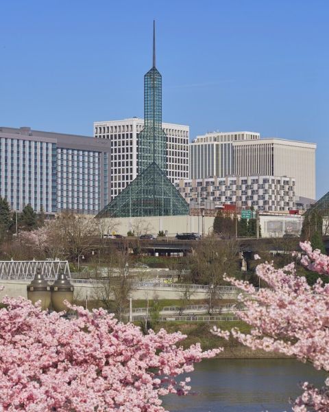 oregon convention center spires above a cherry blossom tree line