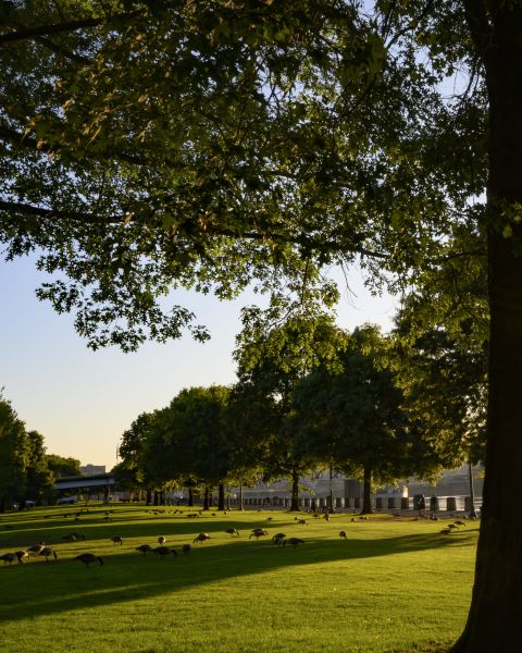 sunrise through trees with grassy field on waterfront park