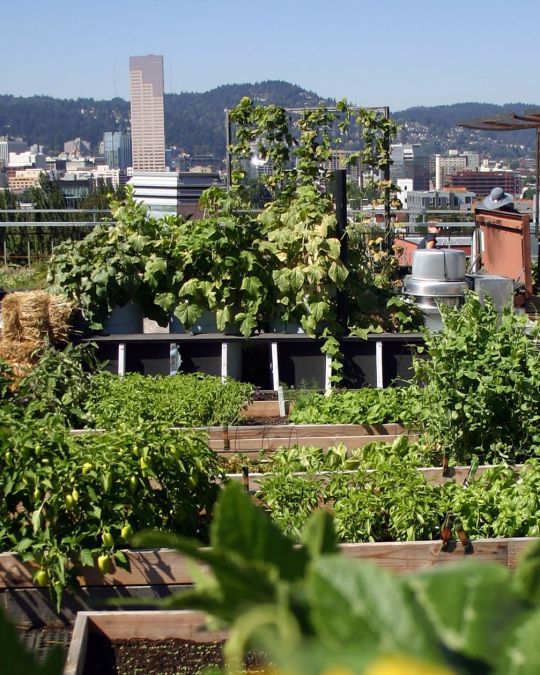 a rooftop garden with the downtown Portland skyline in the background