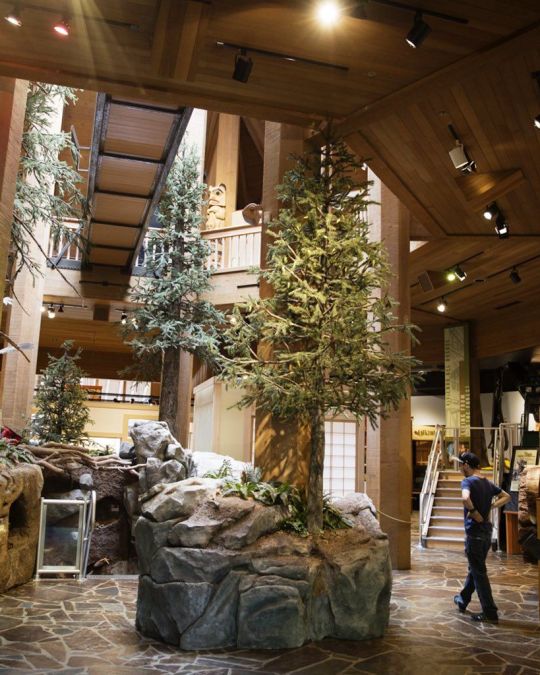 a tree museum