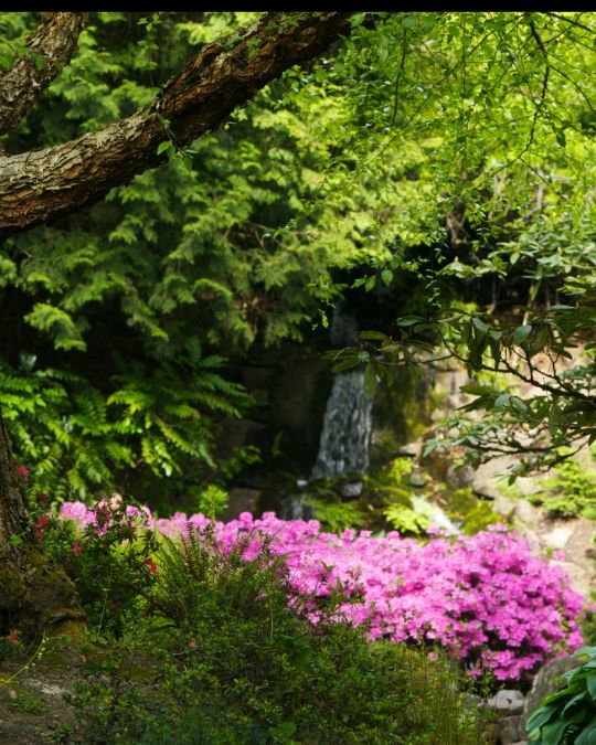 two people admiring a large blooming rhododendron