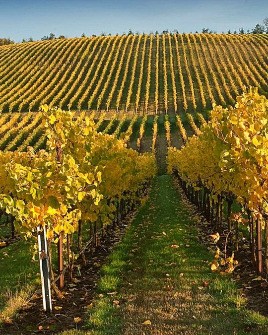 wine vineyard