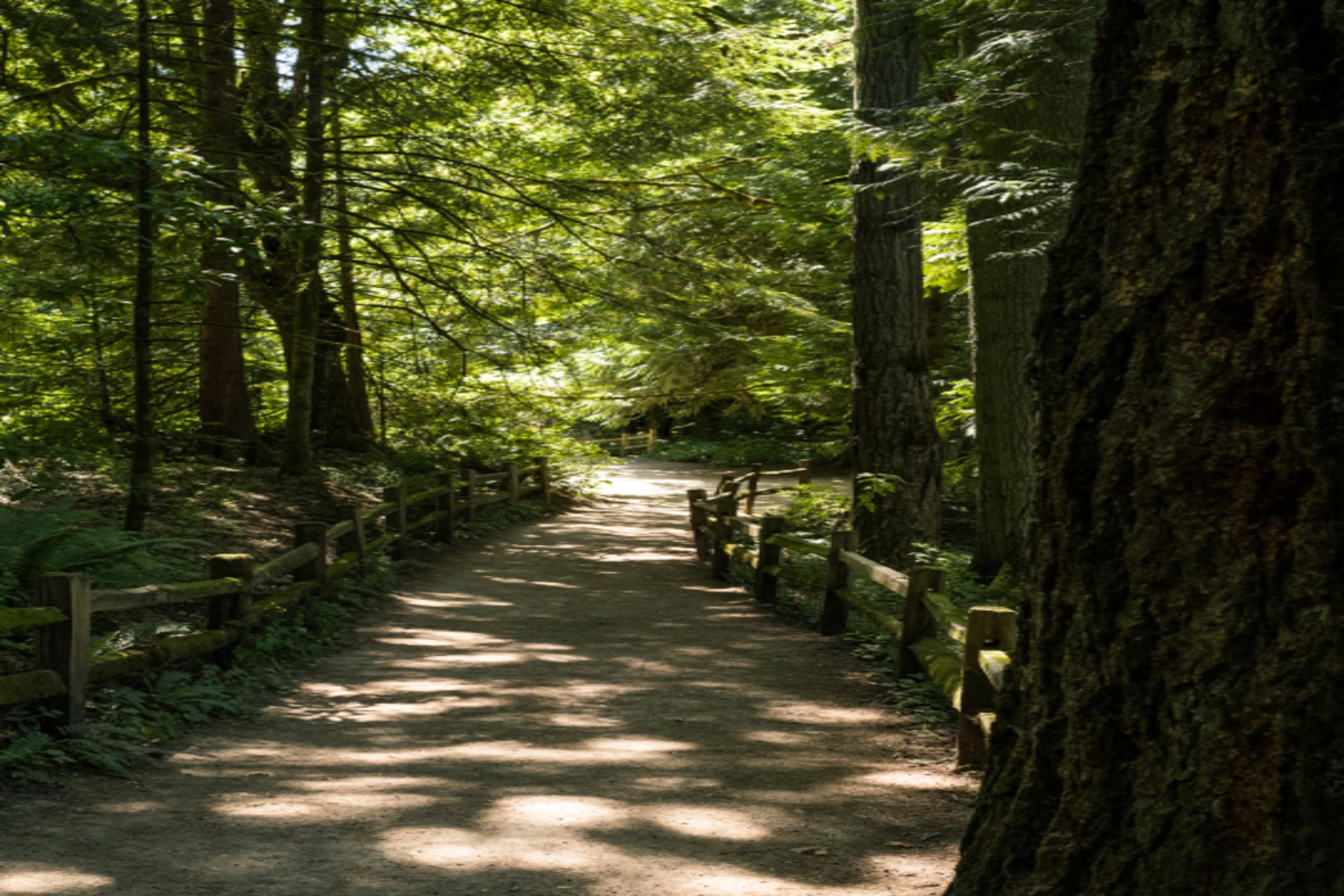 sun dappled trail in forest setting