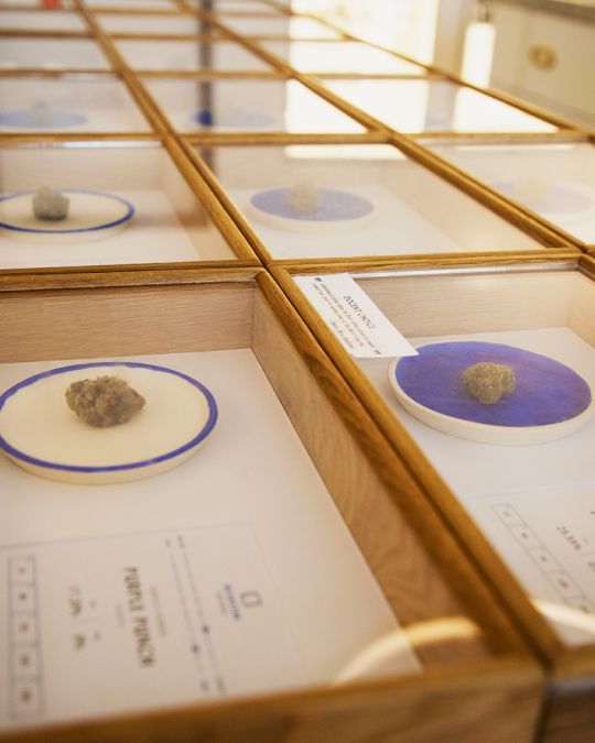 cannabis on display in a dispensary