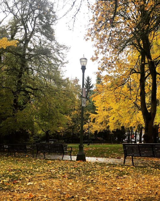 A city park in autumn with yellow leaves on the large trees and the ground