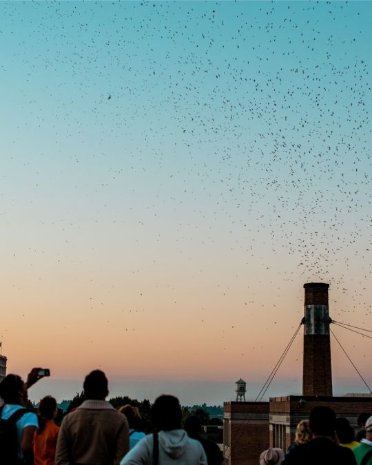 thousands of small birds swarm around a tall brick chimney at sunset